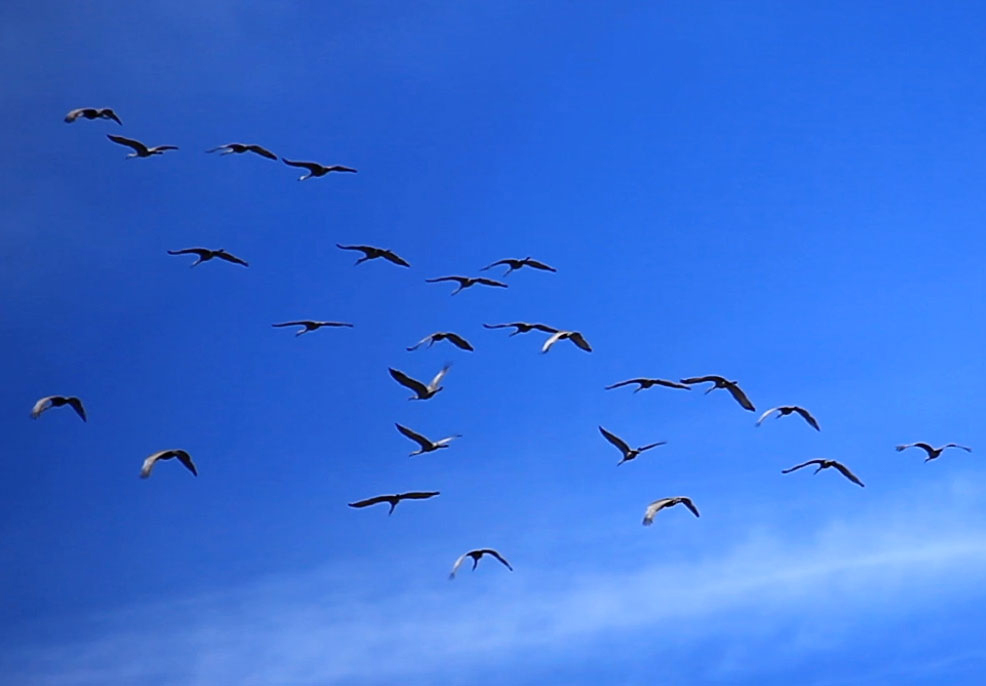 Sandhill Crane Migration in Northwest Indiana (Video) – March 2012