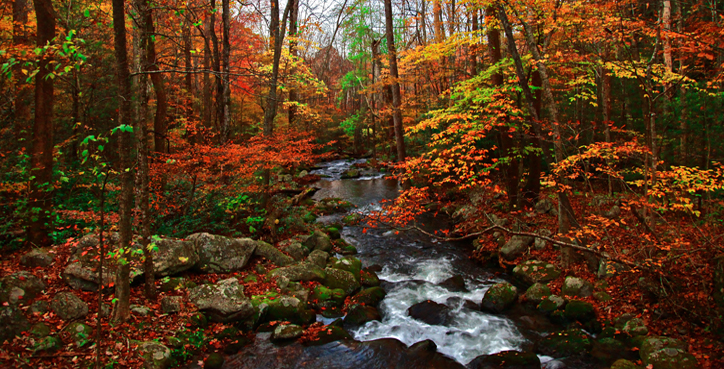 Smoky Mountains Stream with Fall Colors