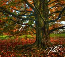 Morton Arboretum Fall Photography and Fall Photos