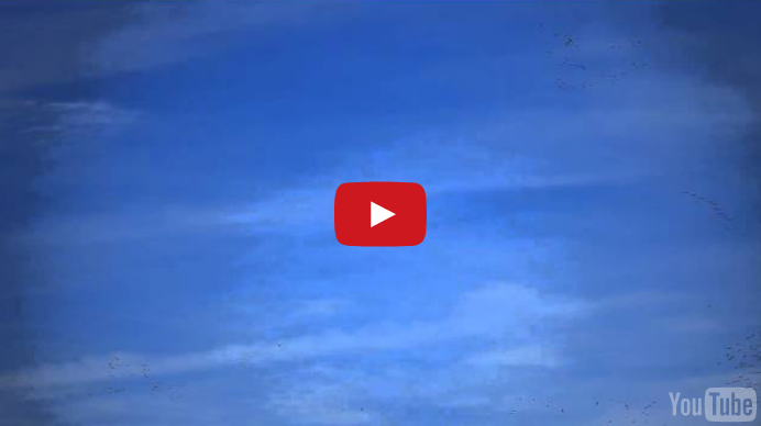 Sandhill Crane Migration in Northwest Indiana (Video) – March 2012