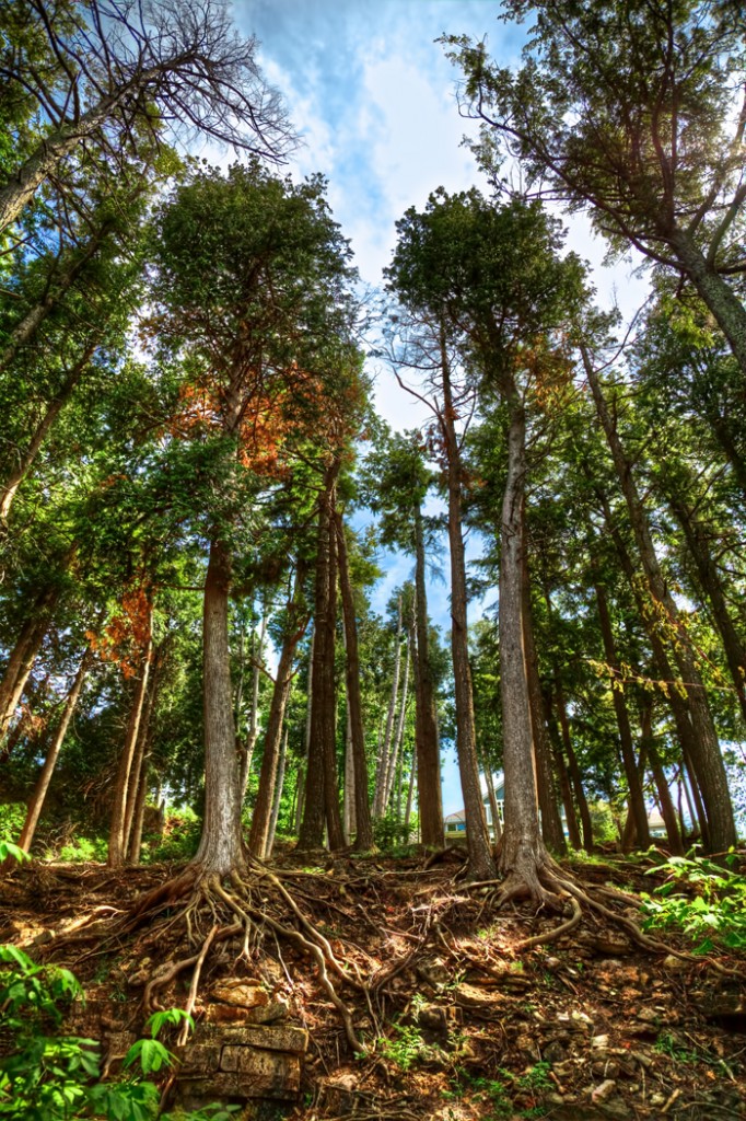 Door County Trees and Roots in Sister Bay, Wisconsin - JoeyBLS ...